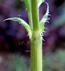  Stipules